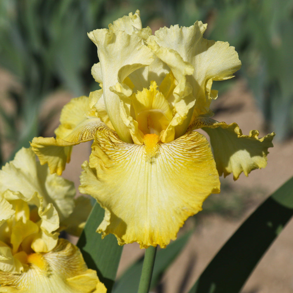 Bearded Iris - Califlora Harvest of Memories (Reblooming)