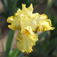 Bearded Iris - Califlora Harvest of Memories (Reblooming)