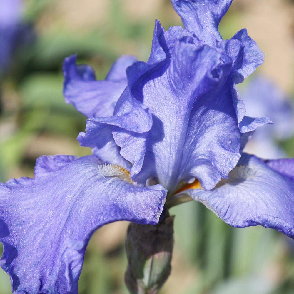 Bearded Iris - Califlora Sugar Blues (Reblooming)