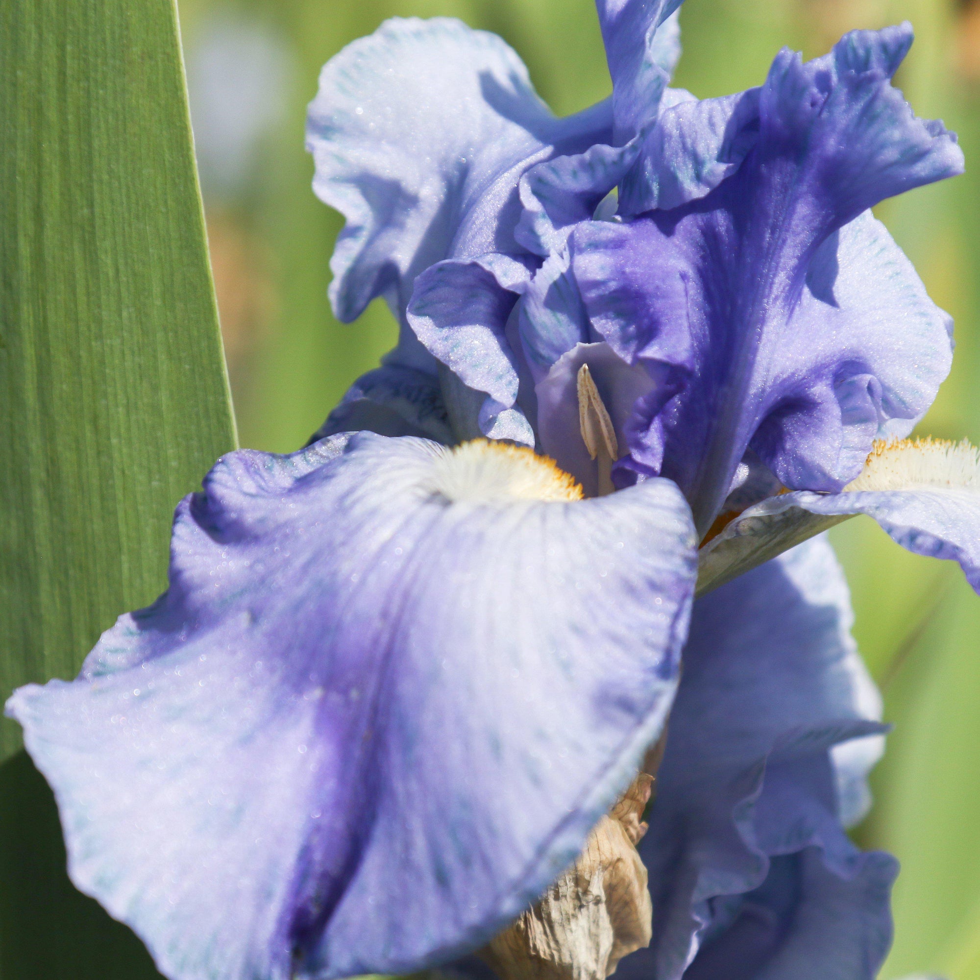 Bearded Iris - Califlora Sugar Blues (Reblooming)