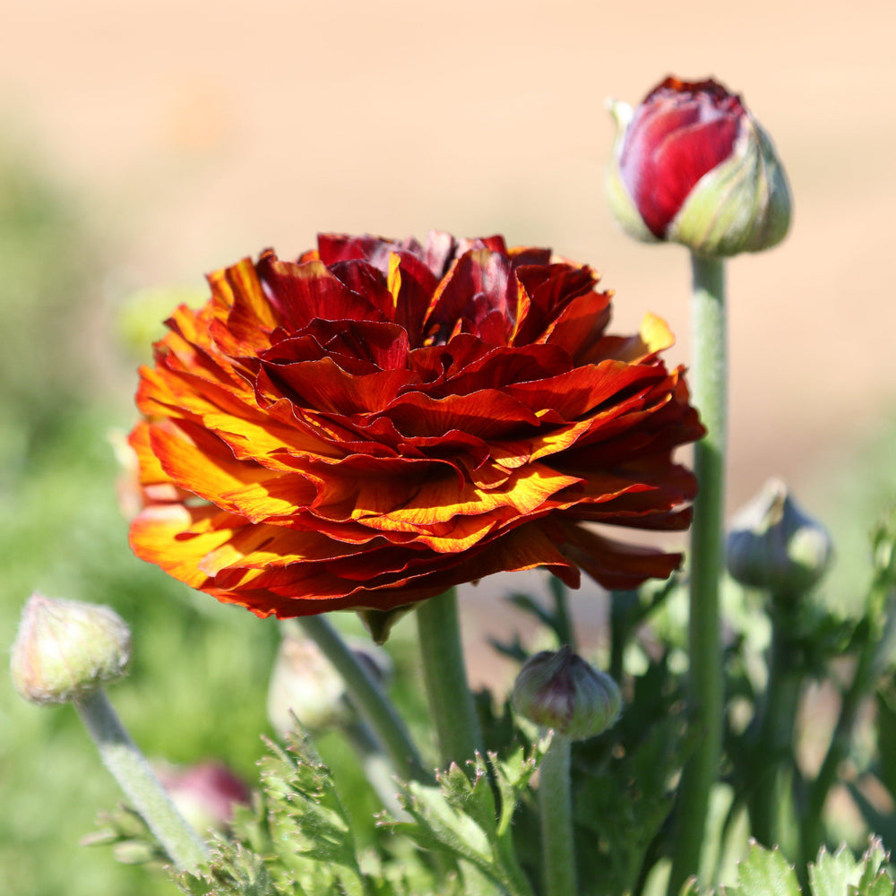 Ranunculus - Tecolote Café: 10 Corms