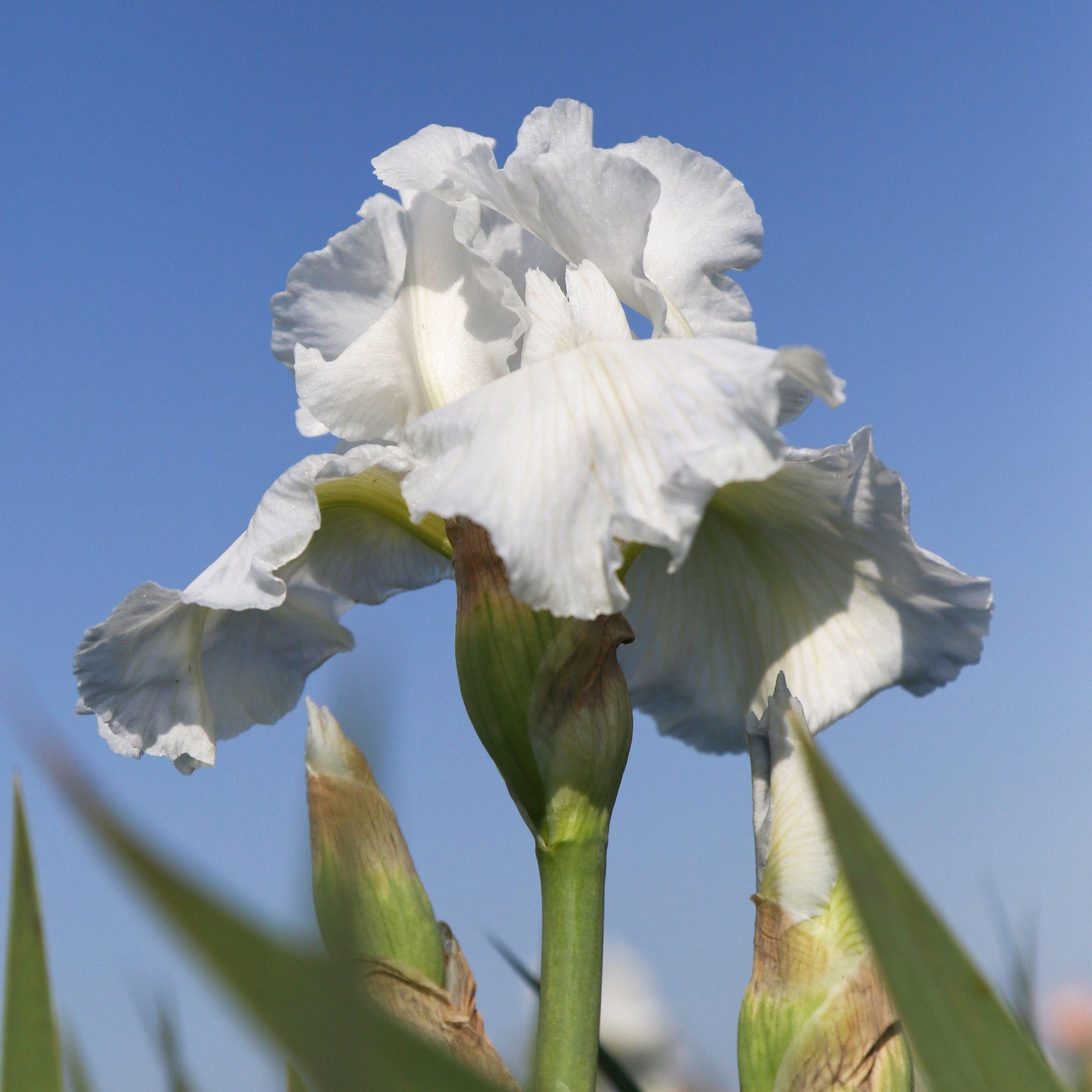 Bearded Iris - Califlora Immortality (Reblooming)