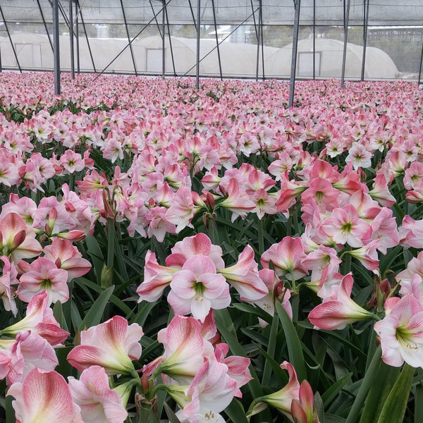 Amaryllis - Apple Blossom: 1 Bulbs