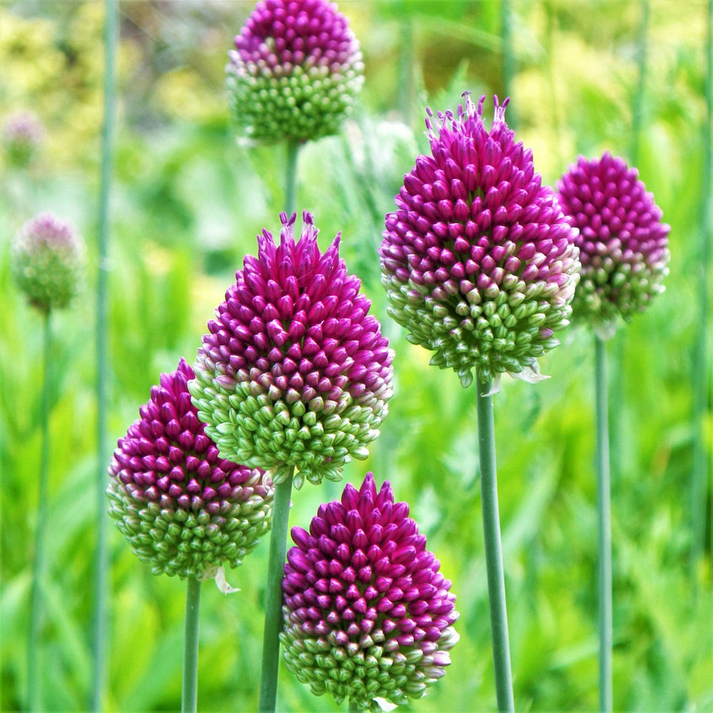 Allium - Sphaerocephalon Drumstick: 20 Bulbs