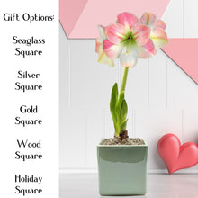 Amaryllis - Apple Blossom in a Square Planter