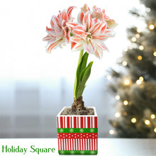 Amaryllis - Dancing Queen in a Square Planter