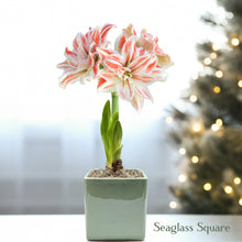 Amaryllis - Dancing Queen in a Square Planter