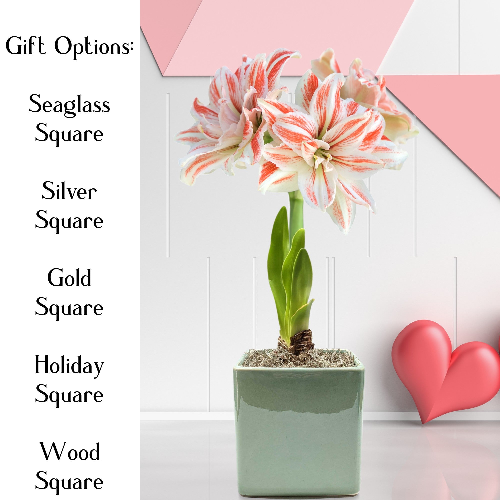 Amaryllis - Dancing Queen in a Square Planter