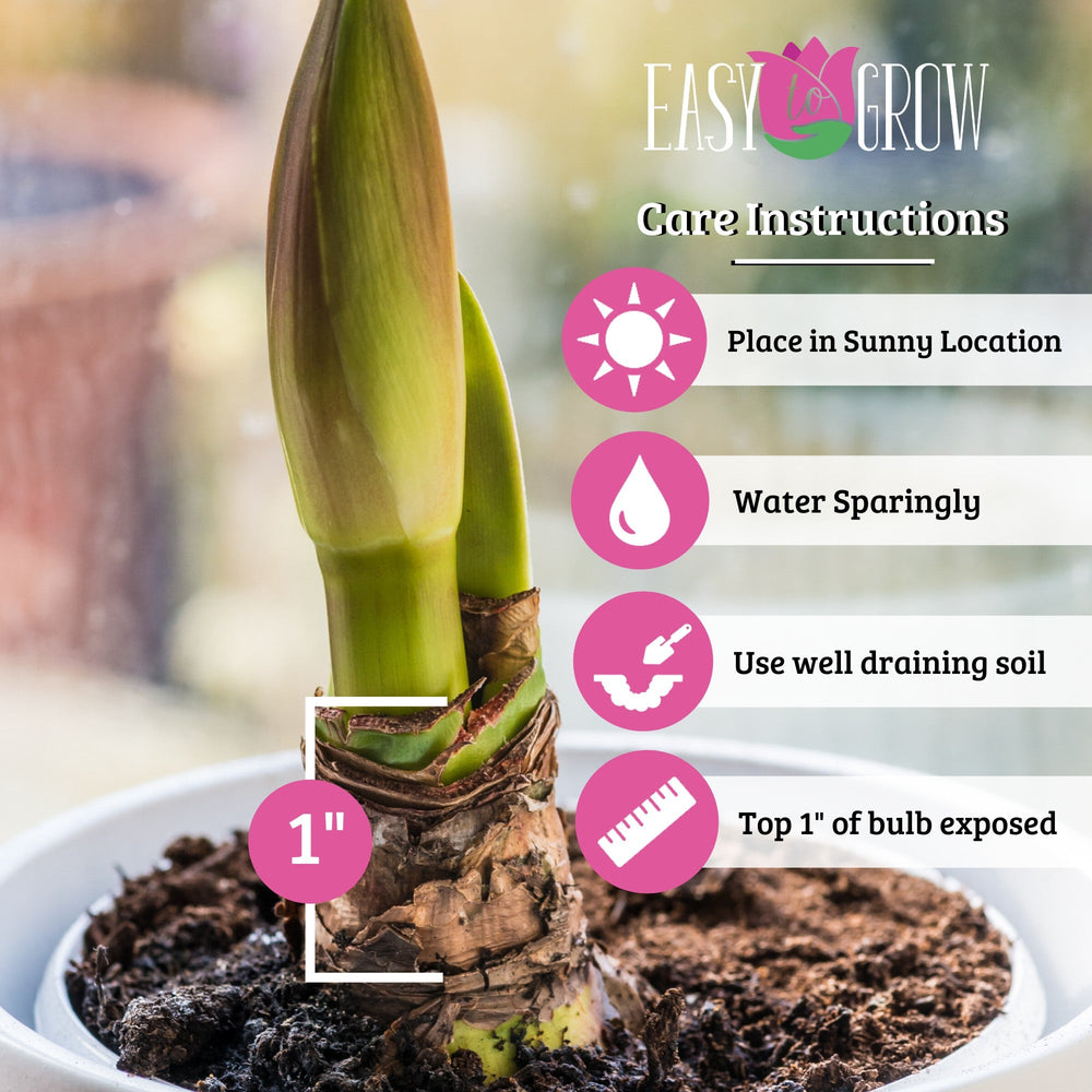 Amaryllis - Tinkerbell: 1 Bulb