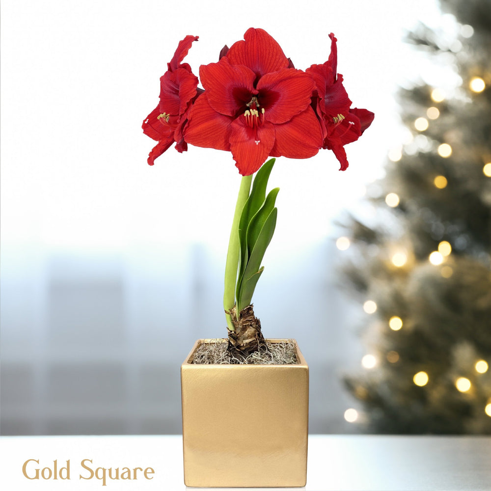 Amaryllis - Ferrari in a Square Planter