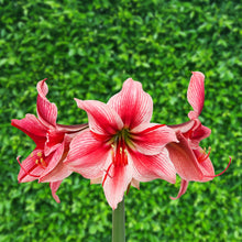 Amaryllis - Gervase: 1 Bulb