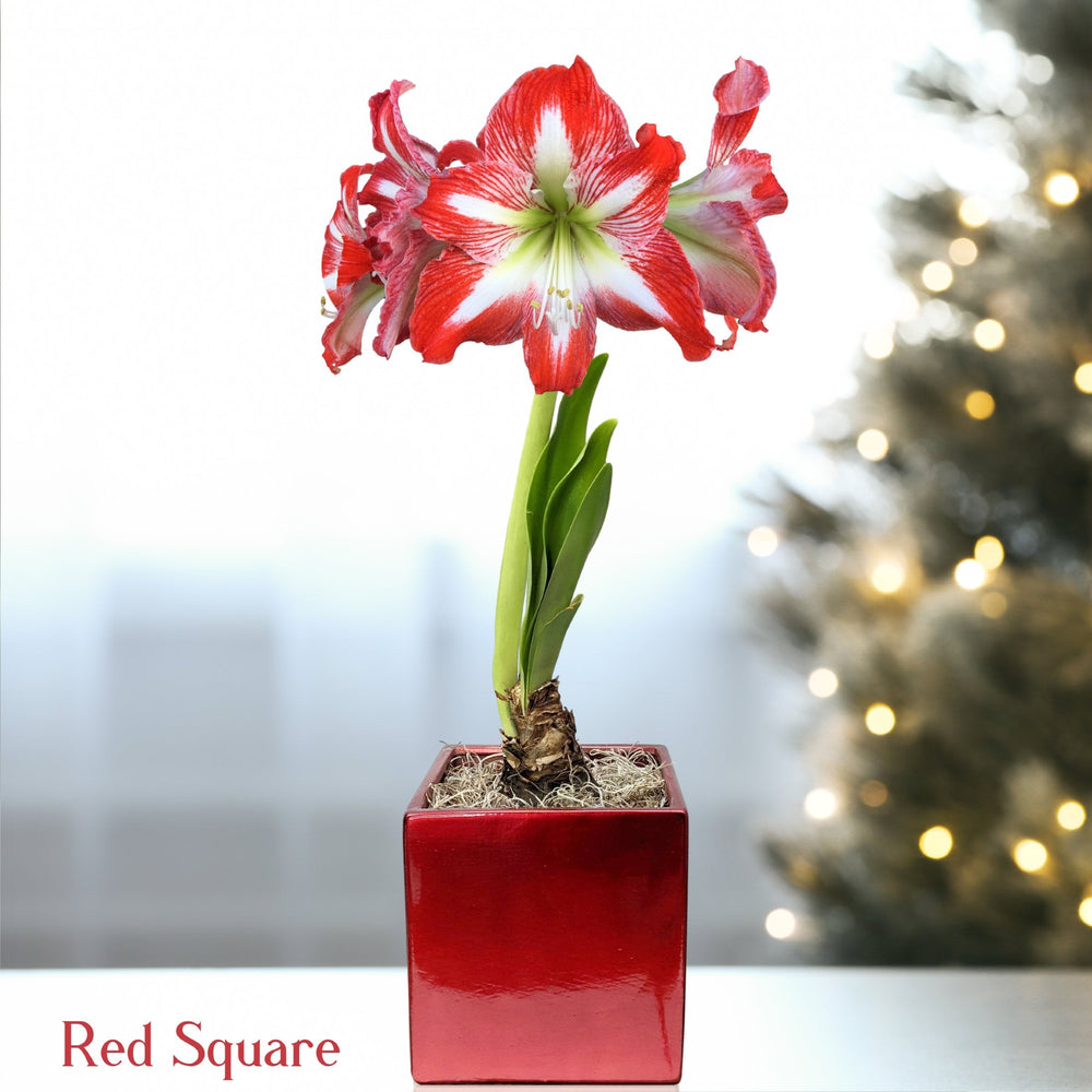 Amaryllis - Minerva in a Square Planter