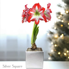 Amaryllis - Minerva in a Square Planter