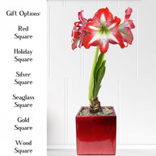 Amaryllis - Minerva in a Square Planter