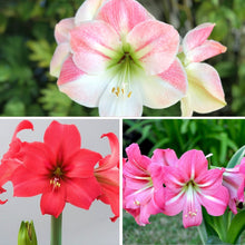 Amaryllis - Pink Ladies Collection: 3 Bulbs