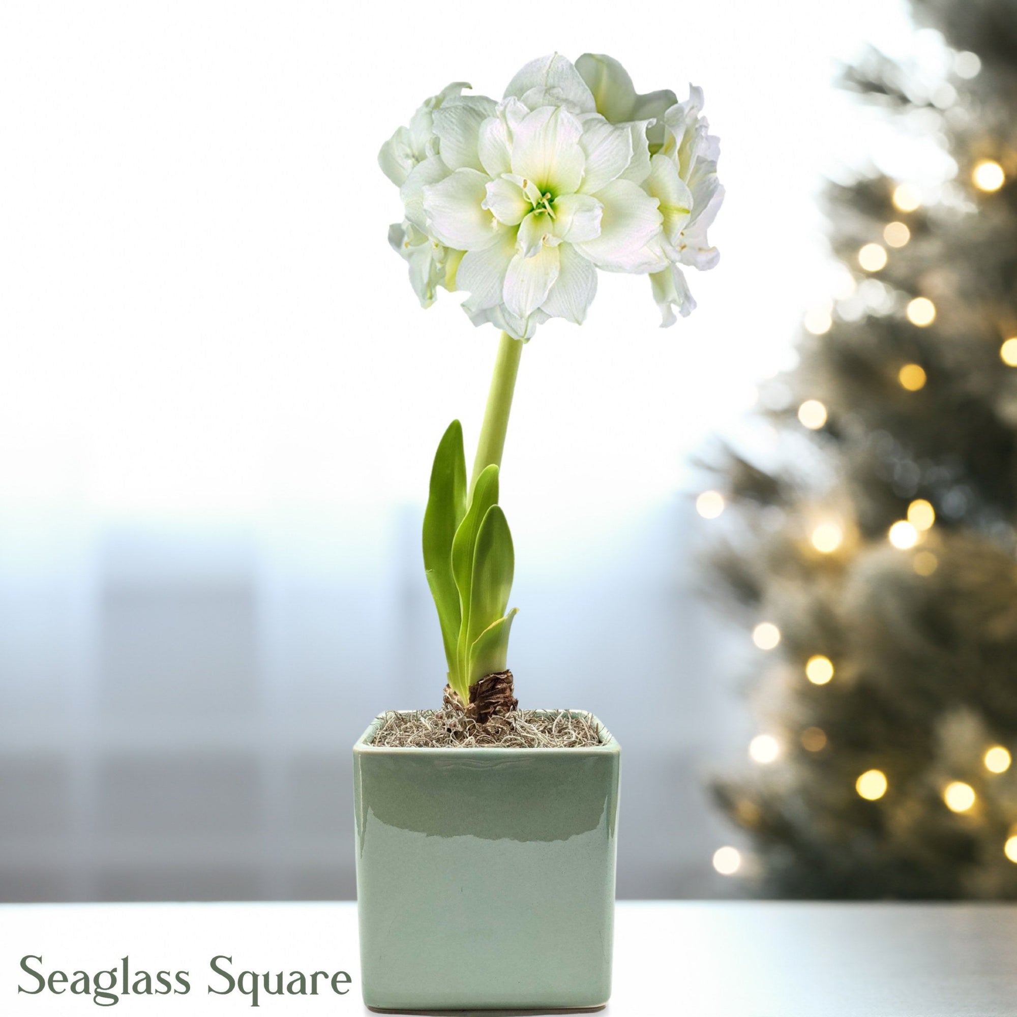 Amaryllis - Snow Drift in a Square Planter