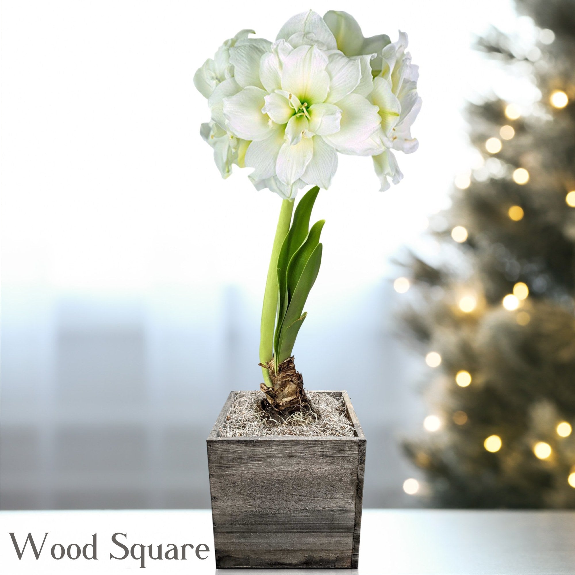 Amaryllis - Snow Drift in a Square Planter