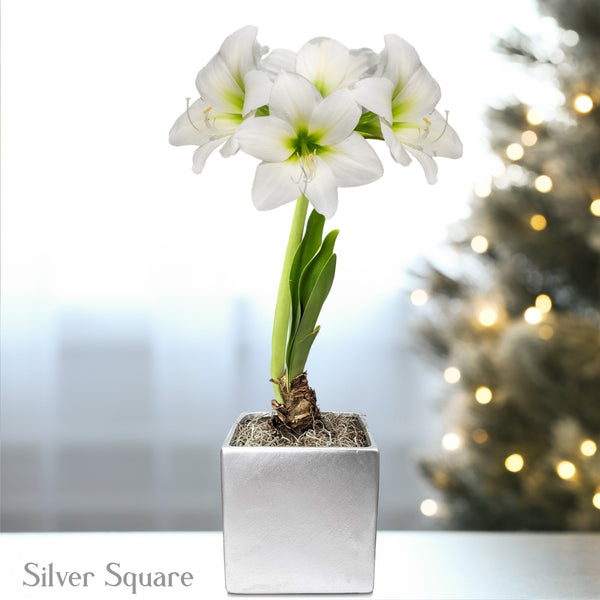 Amaryllis - White Christmas in a Square Planter