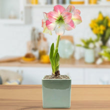 Amaryllis - Apple Blossom in a Square Planter