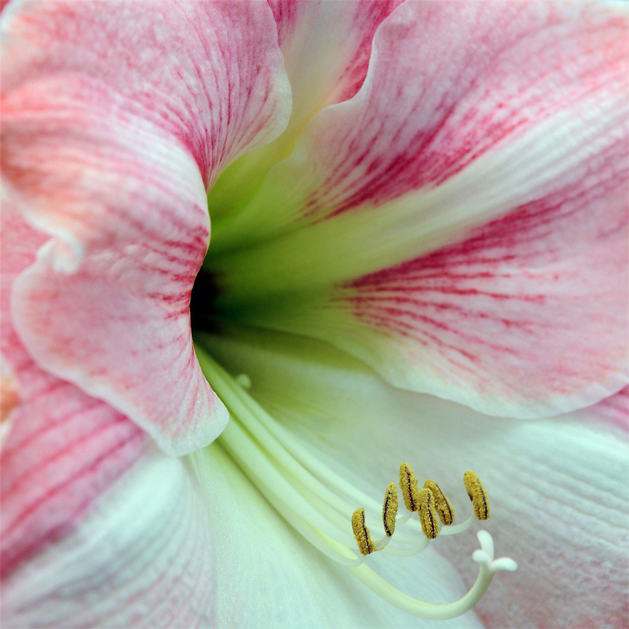 Amaryllis - Apple Blossom: 1 Bulbs