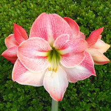 Amaryllis - Apple Blossom: 1 Bulbs