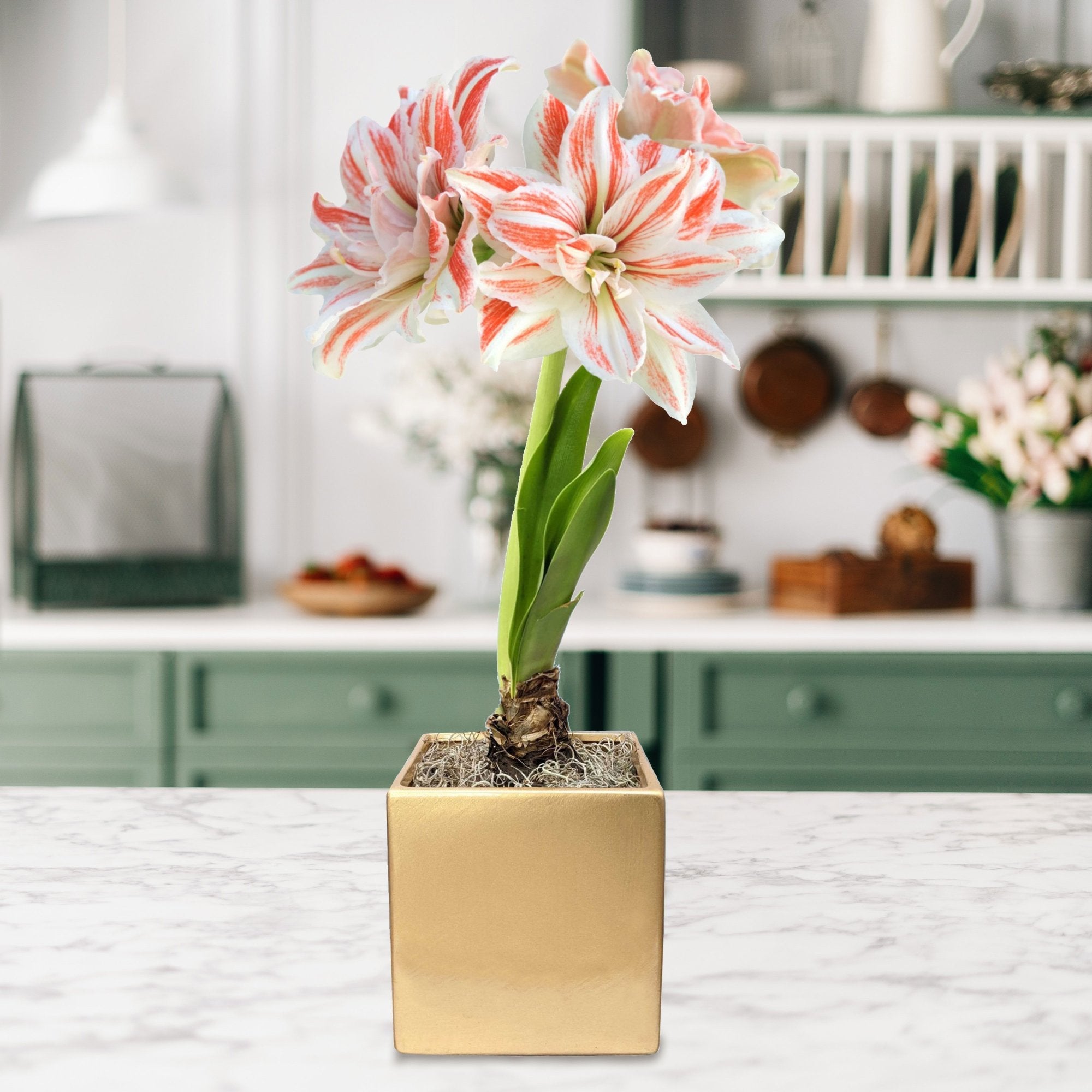 Amaryllis - Dancing Queen in a Square Planter