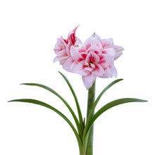 Amaryllis - Elvas: 1 Bulb