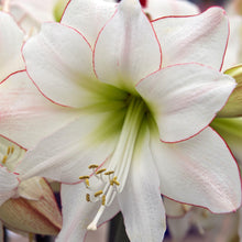 Amaryllis - Picotee: 1 Bulb