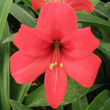 Amaryllis - Pink Pizzazz: 1 Bulb