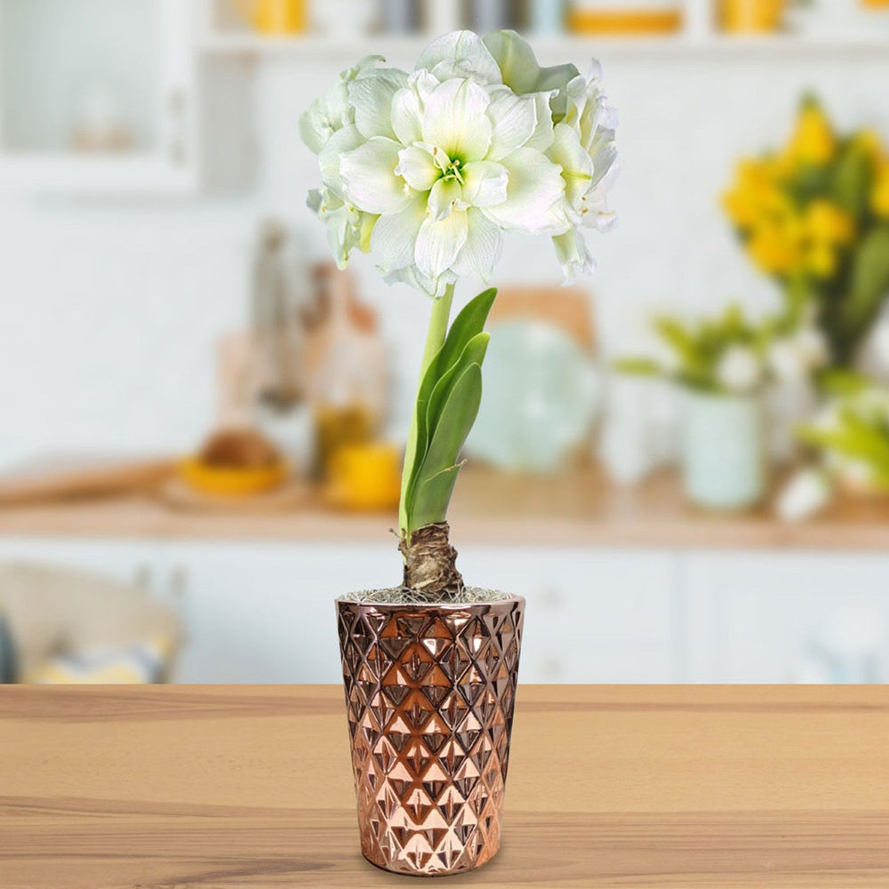 Amaryllis - Snow Drift in a Round Planter