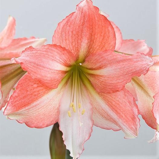 Amaryllis - Tinkerbell: 1 Bulb