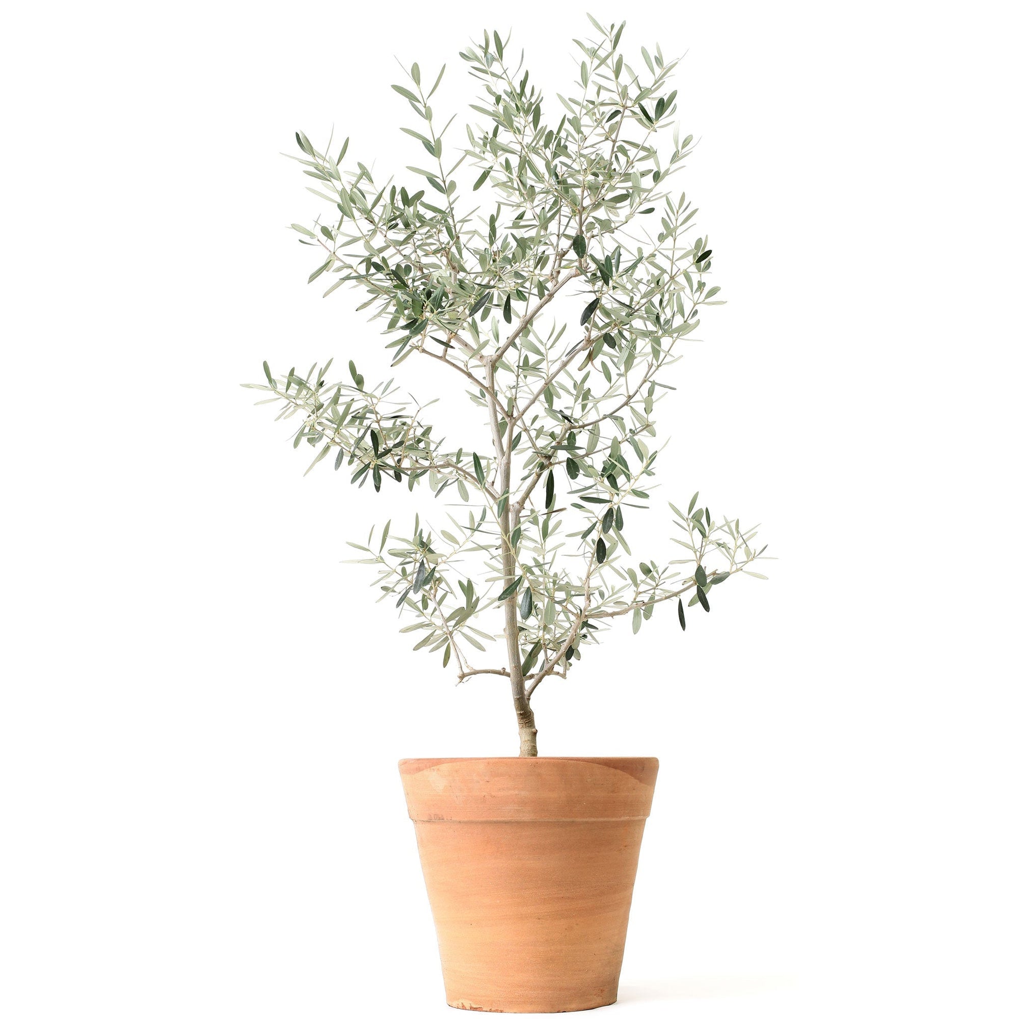 Olive Tree