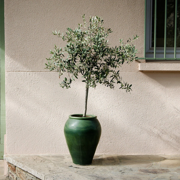 Olive Tree