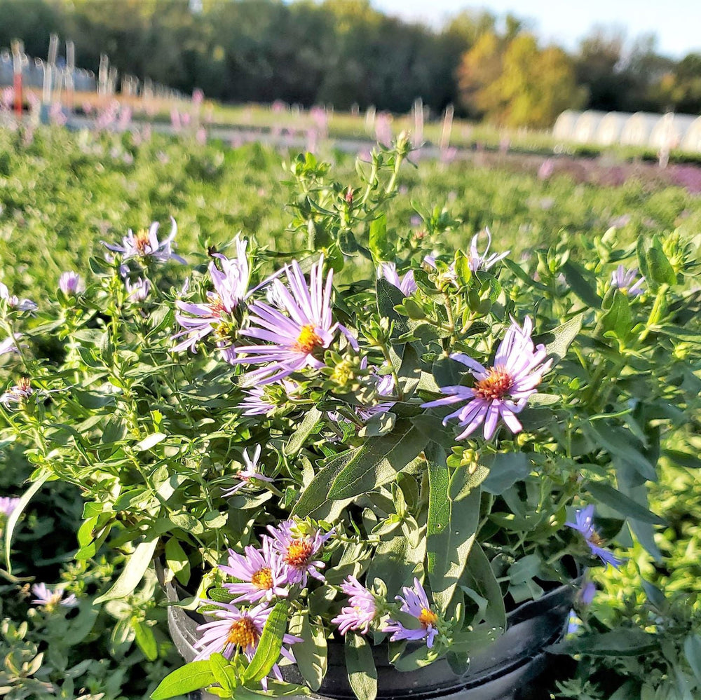 Aster oblongifolius Raydon's Favorite 1G
