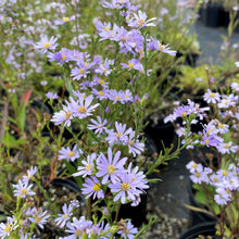 Aster azureus 1G