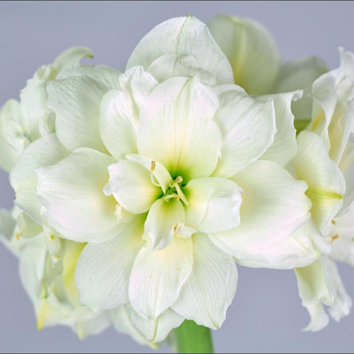 Amaryllis - Snow Drift: 1 Bulb