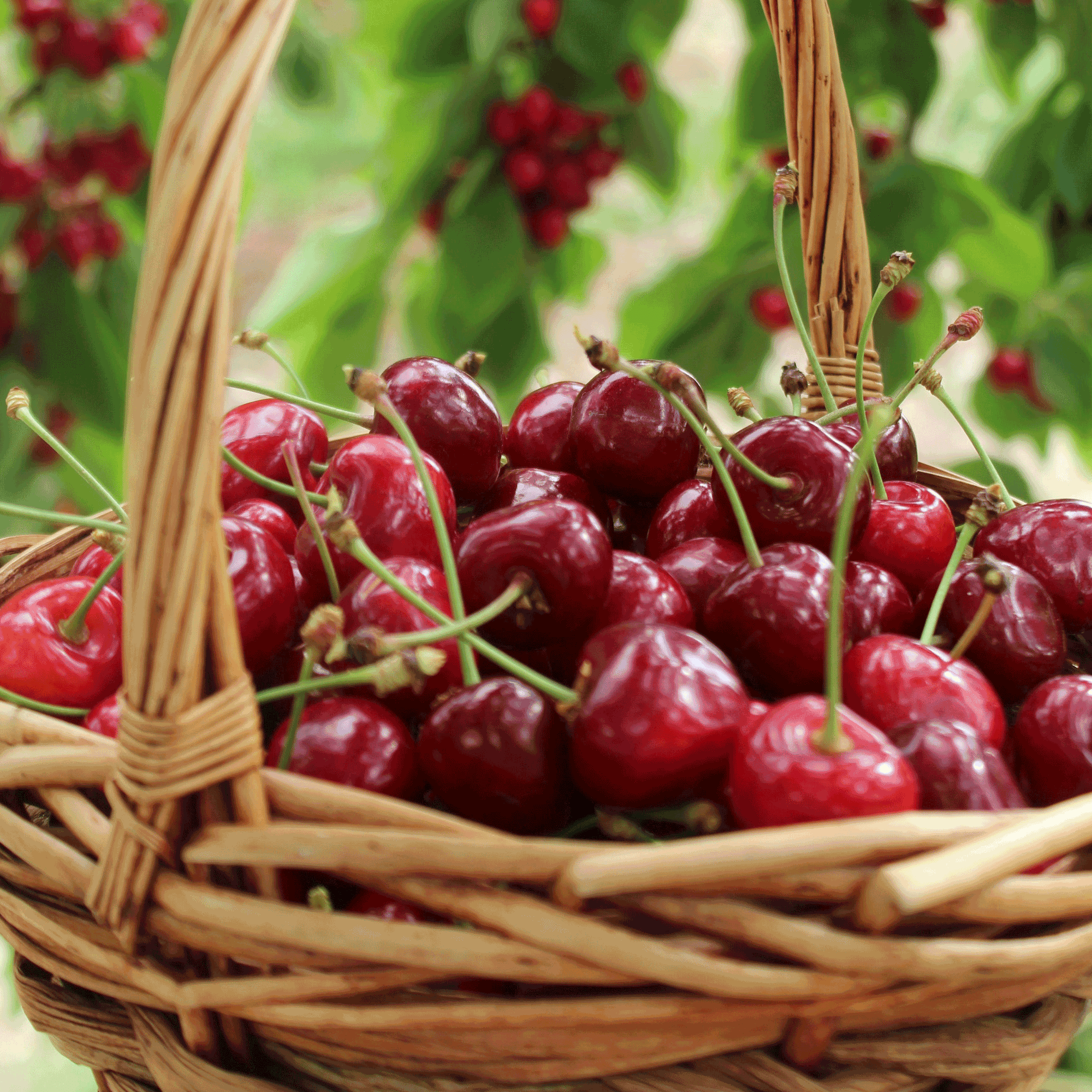 Bing Cherry Tree