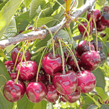 Bing Cherry Tree