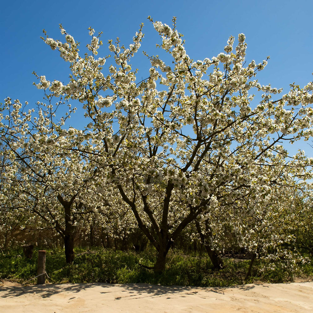 Black Tartarian Cherry Tree