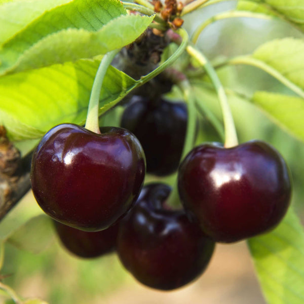 Black Tartarian Cherry Tree