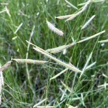 Bouteloua gracilis Blonde Ambition 1G