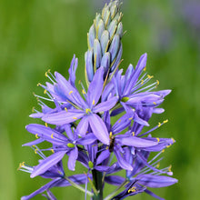 Camassia - Quamash Blue Melody: 5 Bulbs