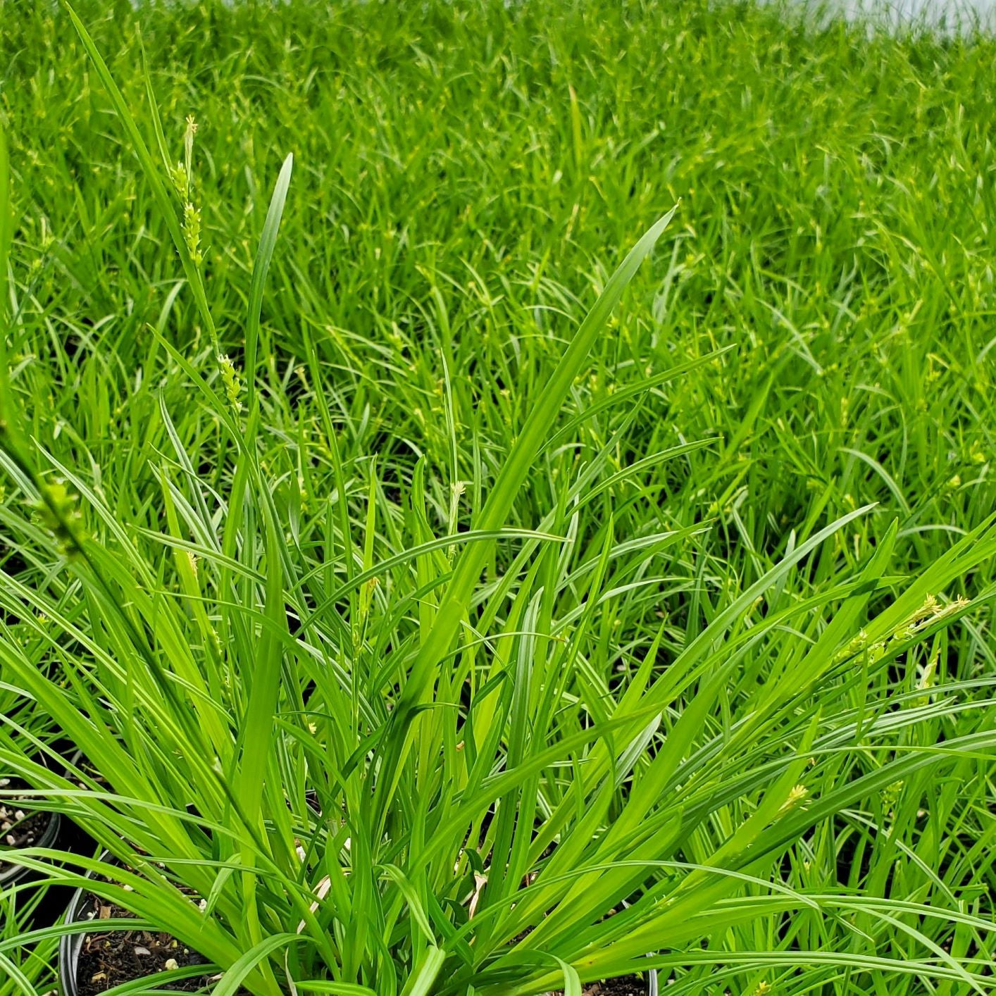 Carex amphibola 1G