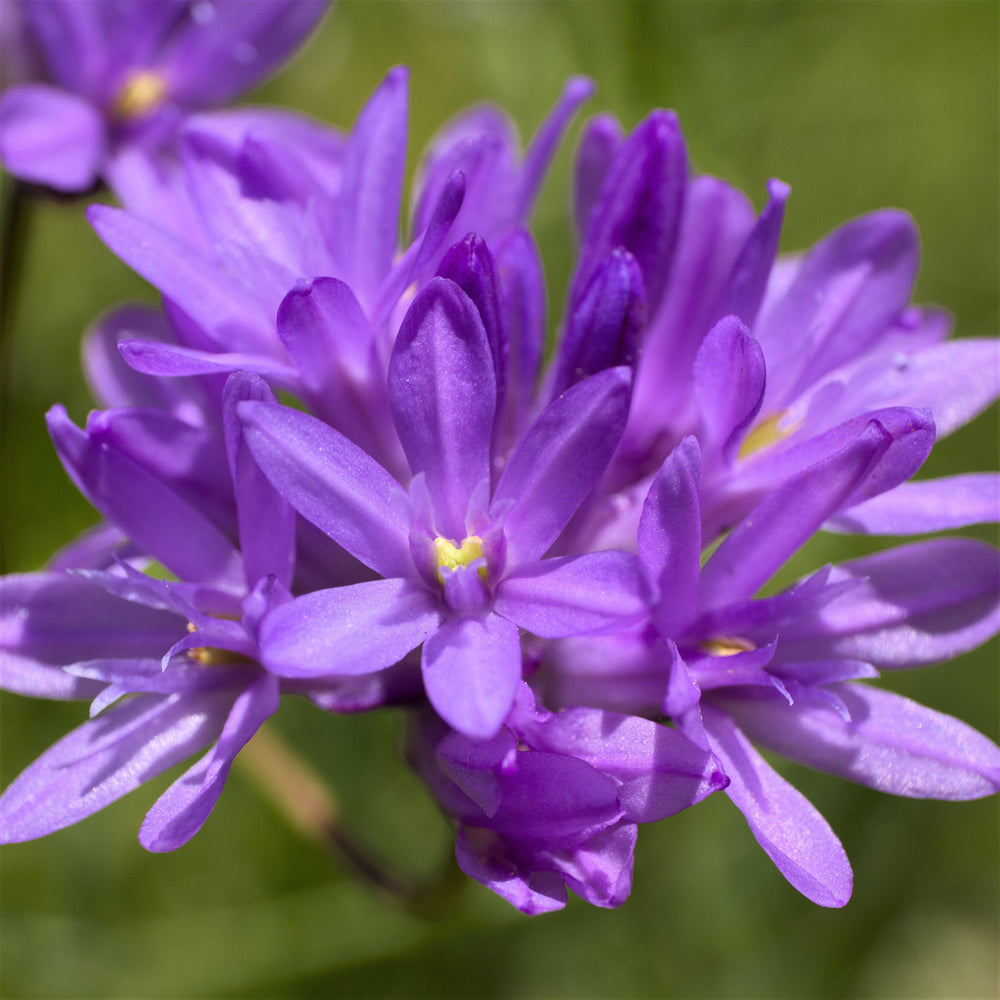 Dichelostemma - Congestum: 10 Bulbs