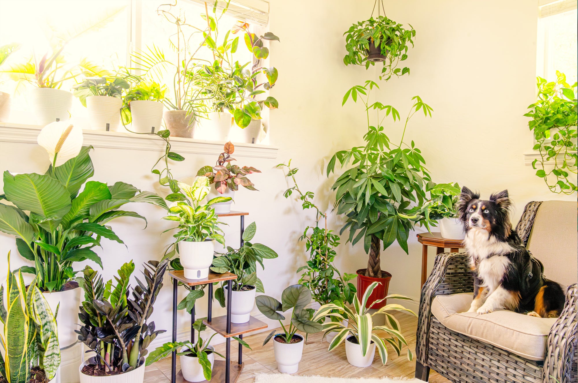 Hooray for Houseplants!