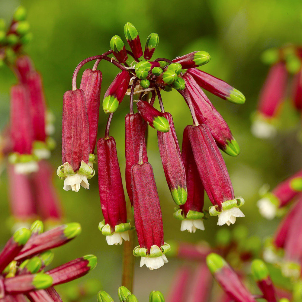 Dichelostemma - Ida-Maia Firecracker Flower: 10 Bulbs