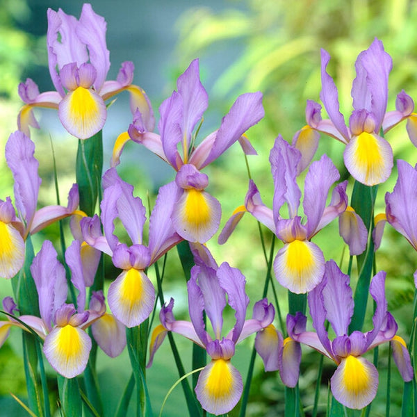 Dutch Iris - Rosario: 20 Bulbs