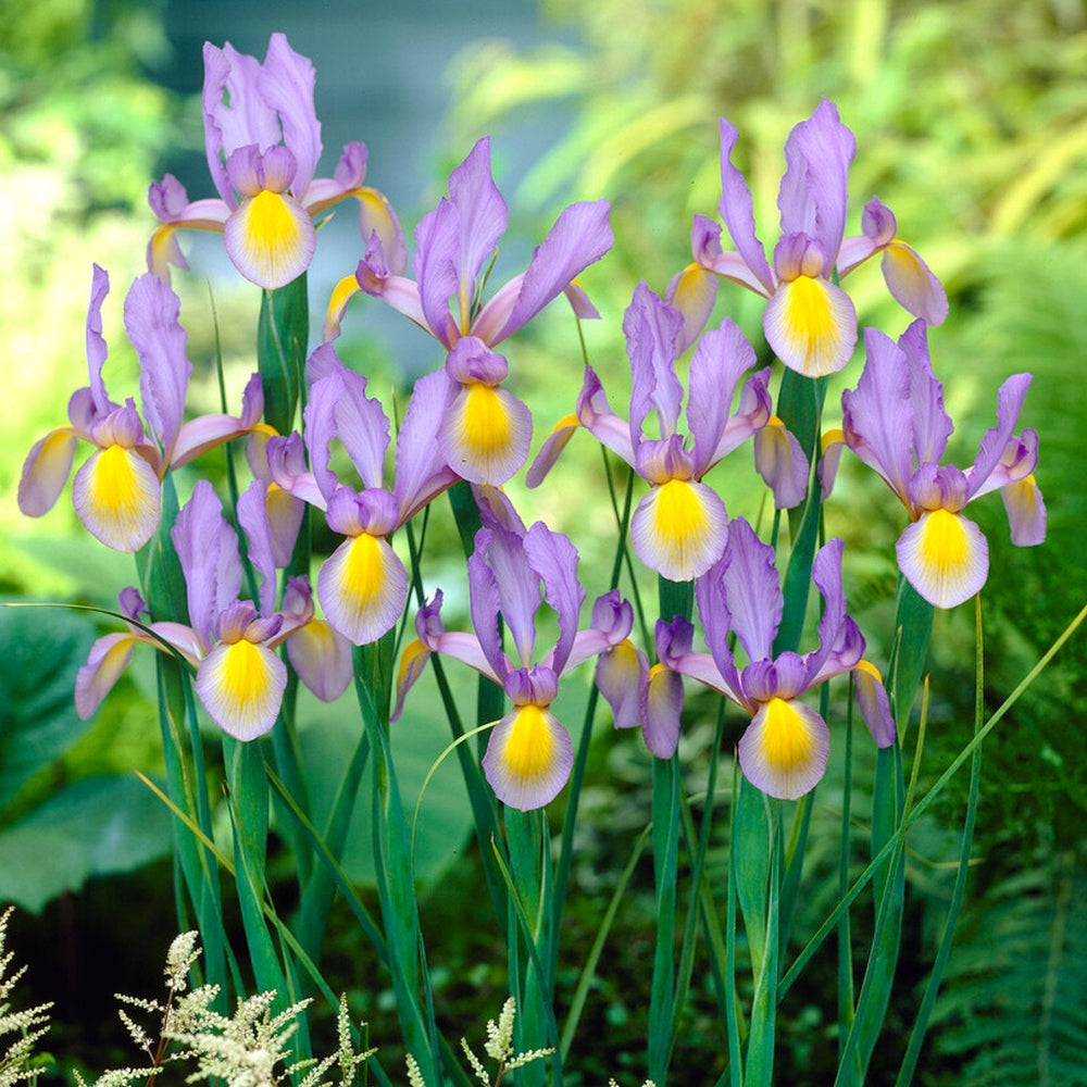 Dutch Iris - Rosario: 20 Bulbs