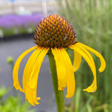 Echinacea paradoxa 1Q