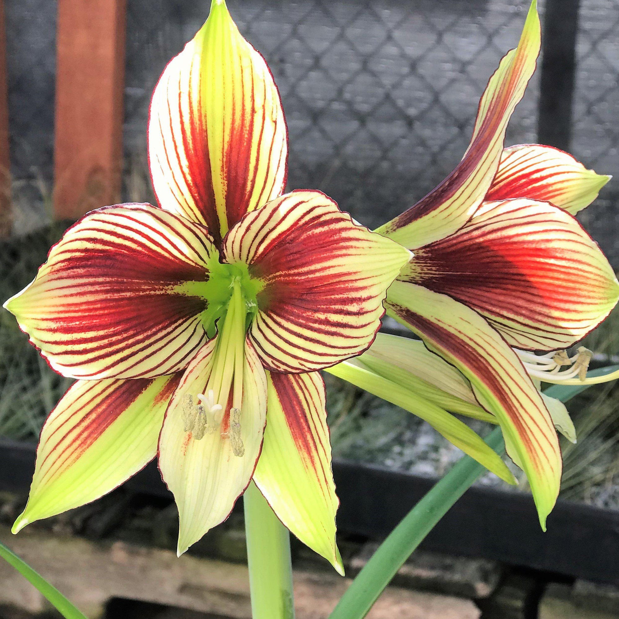 Amaryllis - Papilio Butterfly: 1 Bulb